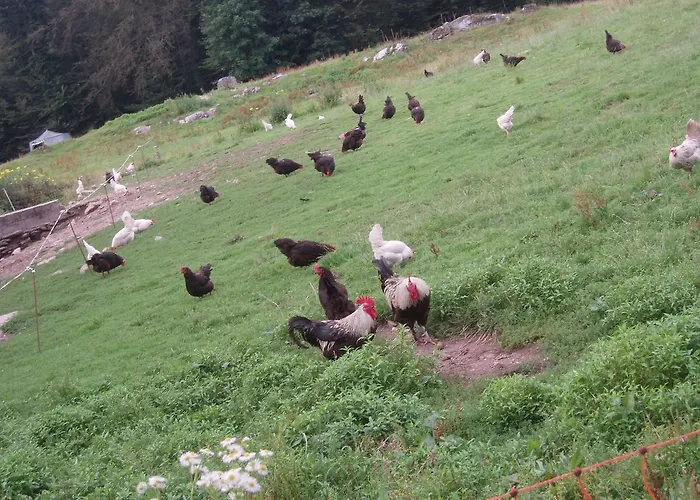 Ferme Du Barba D'hotes & Liezey